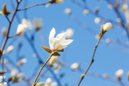 White magnolia flower against the sky. Spring background