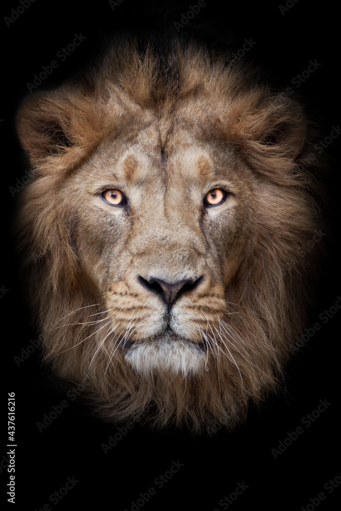 face of a lion male lion full screen black red mane serious look