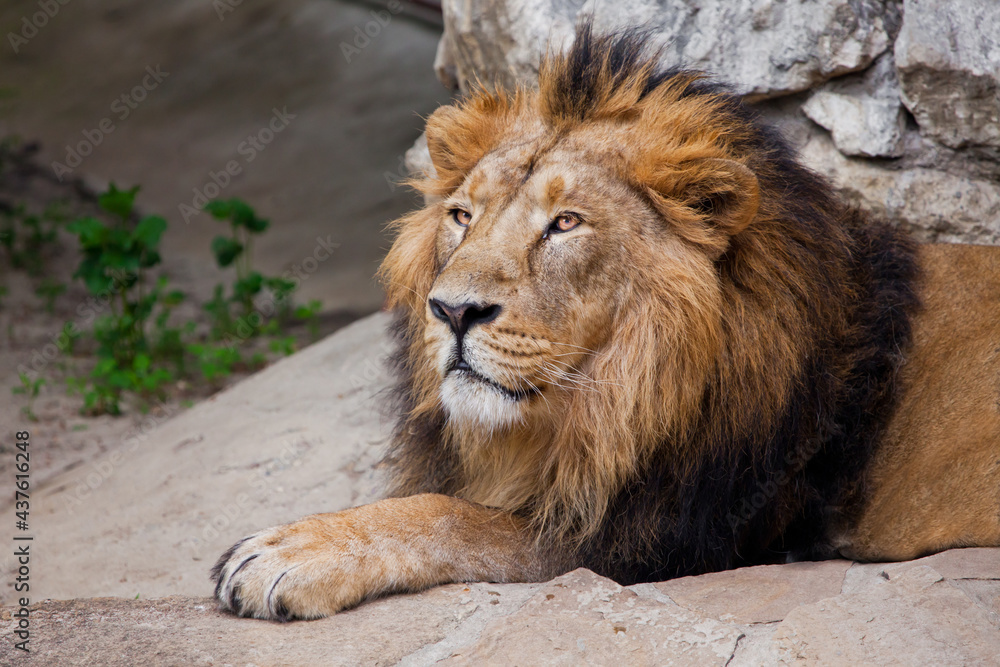Calm and confident Asian lion with black mane sits under a stone Calm and confident Asian lion with black mane sits under a stone