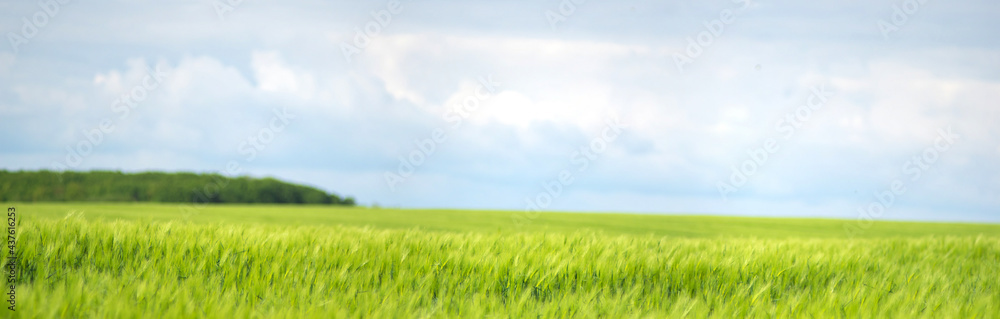 Wheat field against the background of the sky and clouds