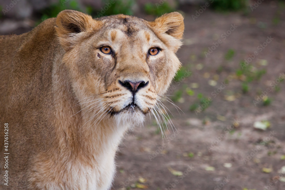 attentive and calmly confident look of an adult lioness, head in profile is large attentive and calmly confident look of an adult lioness, head in profile is large
