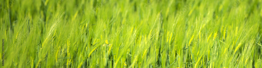 Wheat field against the background of the sky and clouds Wheat field against the background of the sky and clouds