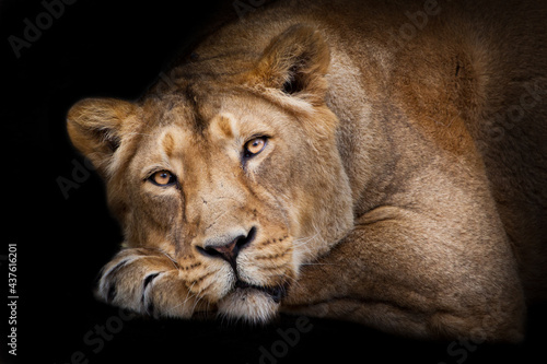 close look of a yellow cat lioness head on its paws