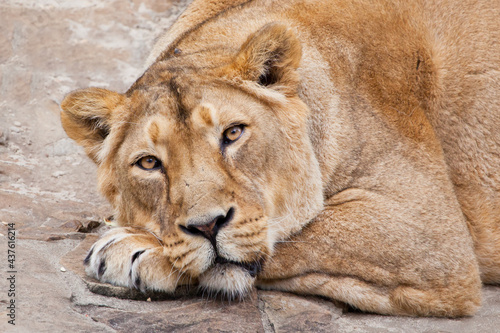 Calm confidence of a lioness, head resting on her paws