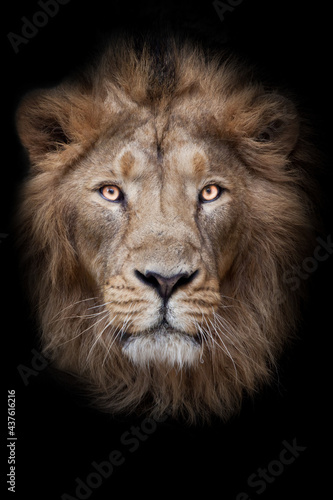 face of a lion male lion full screen black red mane serious look