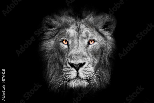 lunar lunar with bright orange eyes lion face male lion full screen black red mane serious look