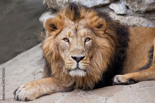 Asian Indian lion on a background of stones