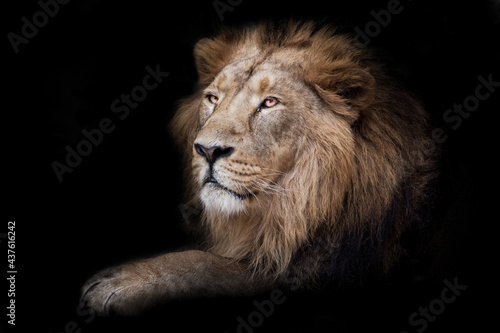 Fototapeta Naklejka Na Ścianę i Meble -  Proud male lion king sit in darkness paw forward in profile