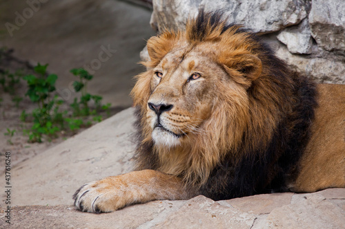 Calm and confident Asian lion with black mane sits under a stone