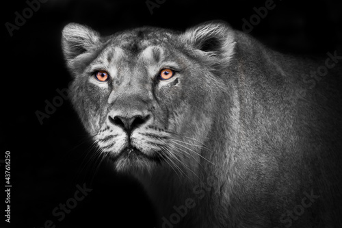 Greedy gaze of the dark orange eyes of a female lioness on a discolored ash moon muzzle, in a semi-profile