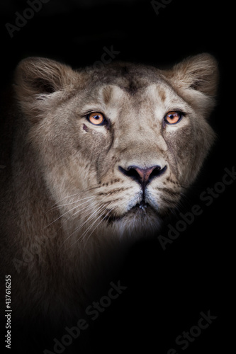Calm female lioness muzzle close-up full face