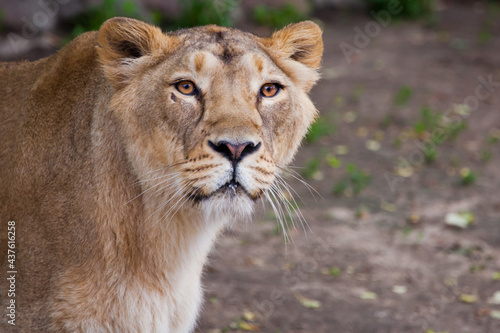 attentive and calmly confident look of an adult lioness  head in profile is large