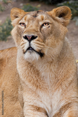 A lioness looks down from above in the half-profile