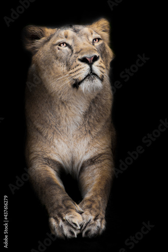 Proud lioness, front half body with paws sits proudly photo