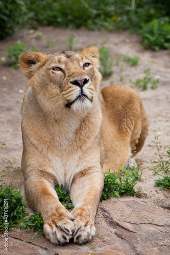 The female lioness sits slightly half-turned straight and clearly