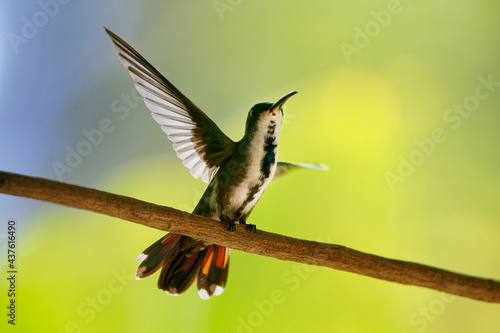 Green-breasted Mango - Anthracothorax prevostii  hummingbird from tropical America, from Mexico through Central America to Costa Rica, In Panama conspecific Veraguan mango Anthracothorax veraguensis photo