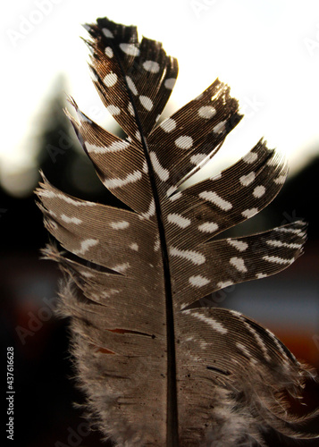 pluma moteada  photo