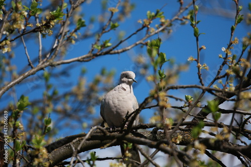 bird on a tree