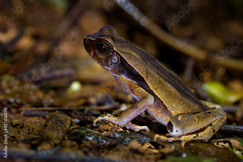 Leaf Litter Toad - Rhaebo haematiticus formerly Bufo haematiticus is toad in Bufonidae, found in eastern Honduras, Nicaragua, Costa Rica, Panama, Colombia, Venezuela and Ecuador, brown frog