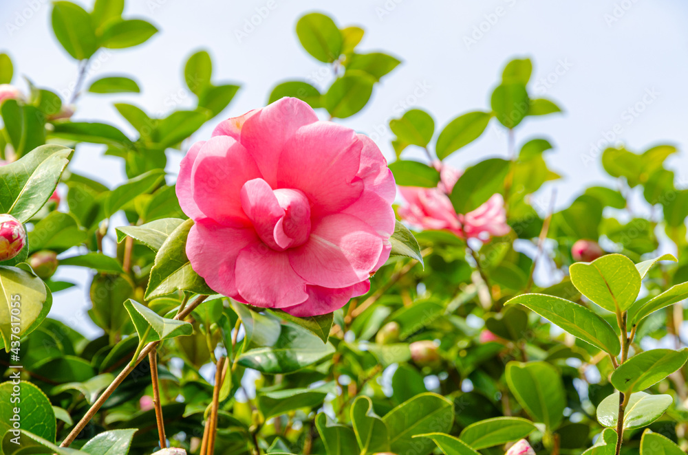 Fototapeta premium Pink color azalea flower petal