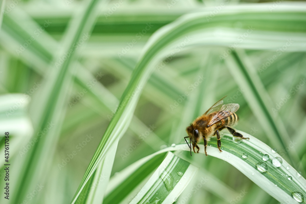 The bee drinks water from raindrops on canary-grass leaves The bee drinks water from raindrops on canary-grass leaves