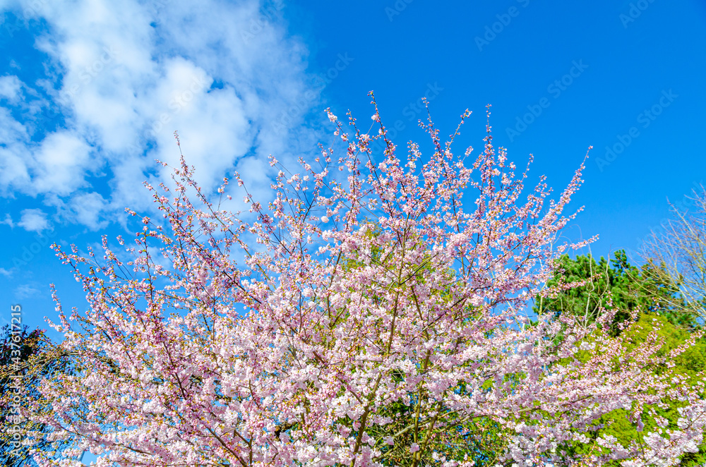 Cherry blossom trees are blooming!