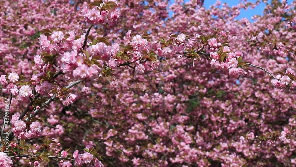 Beautiful pink sakura flowers, Japanese cherry blossoms, blossomed in spring on Mother Day. Branches sway in the wind, pink sakura natural love landscape, nature background in city Dnipro, Ukraine Beautiful pink sakura flowers, Japanese cherry blossoms, blossomed in spring on Mother Day. Branches sway in the wind, pink sakura natural love landscape, nature background in city Dnipro, Ukraine