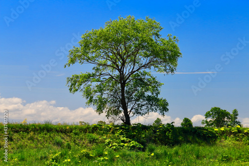 滝川市の一本木