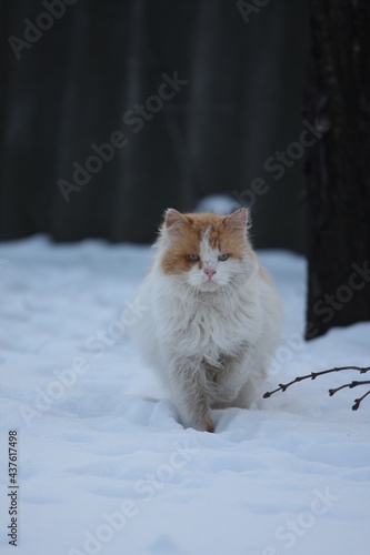 cat in snow