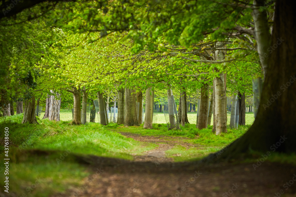 Forest green natural landscape view. Trees and path. Walk and relax. Peaceful, quiet, relaxing. Forest green natural landscape view. Trees and path. Walk and relax. Peaceful, quiet, relaxing.