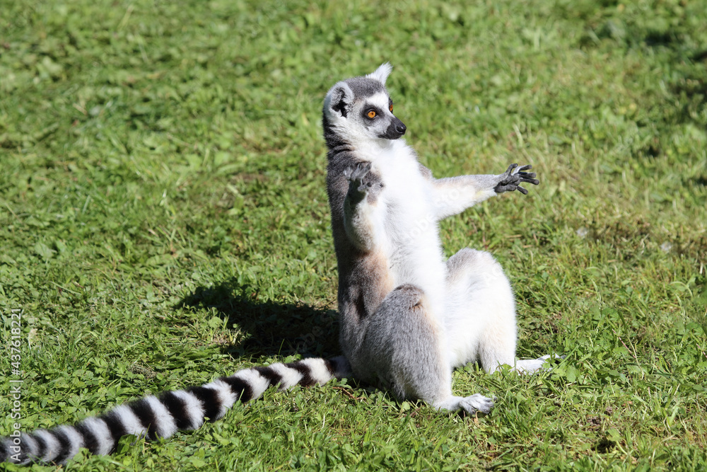 Fototapeta premium Katta / Ring-tailed lemur / Lemur catta