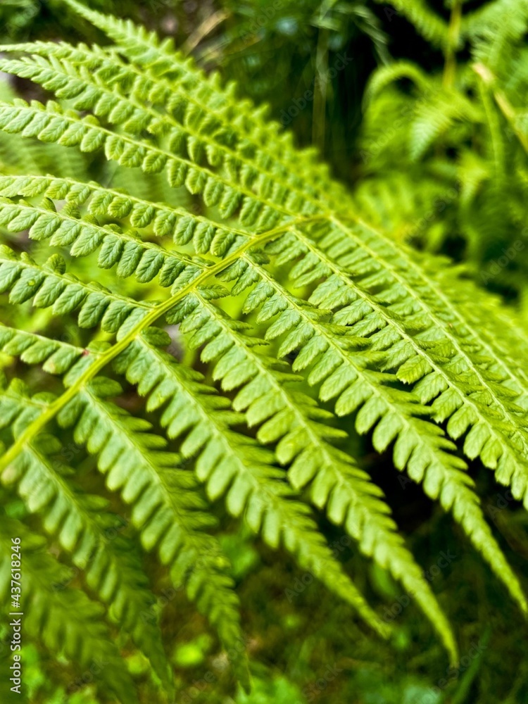 Fern