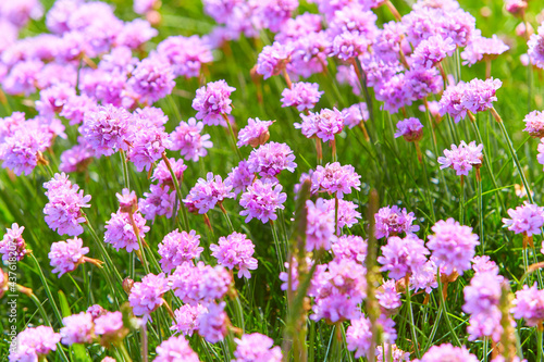 Multiple Small Bright Pink Thrift armeria Flowers Growing in the Green Grass on the Cliffs of the Irish Seaside in Ireland.