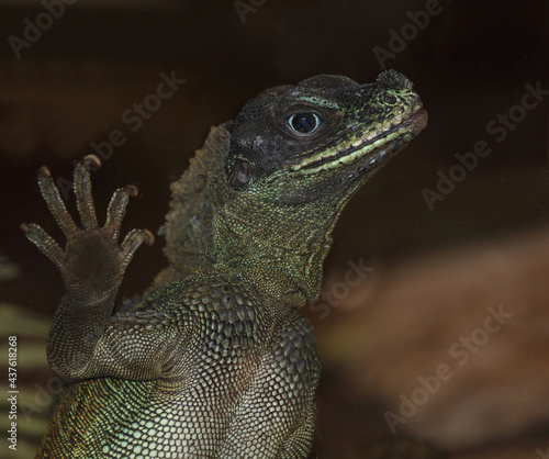 Molukkensegelechse / Weber's crested lizard or Weber's sailfin lizard / Hydrosaurus weberi photo