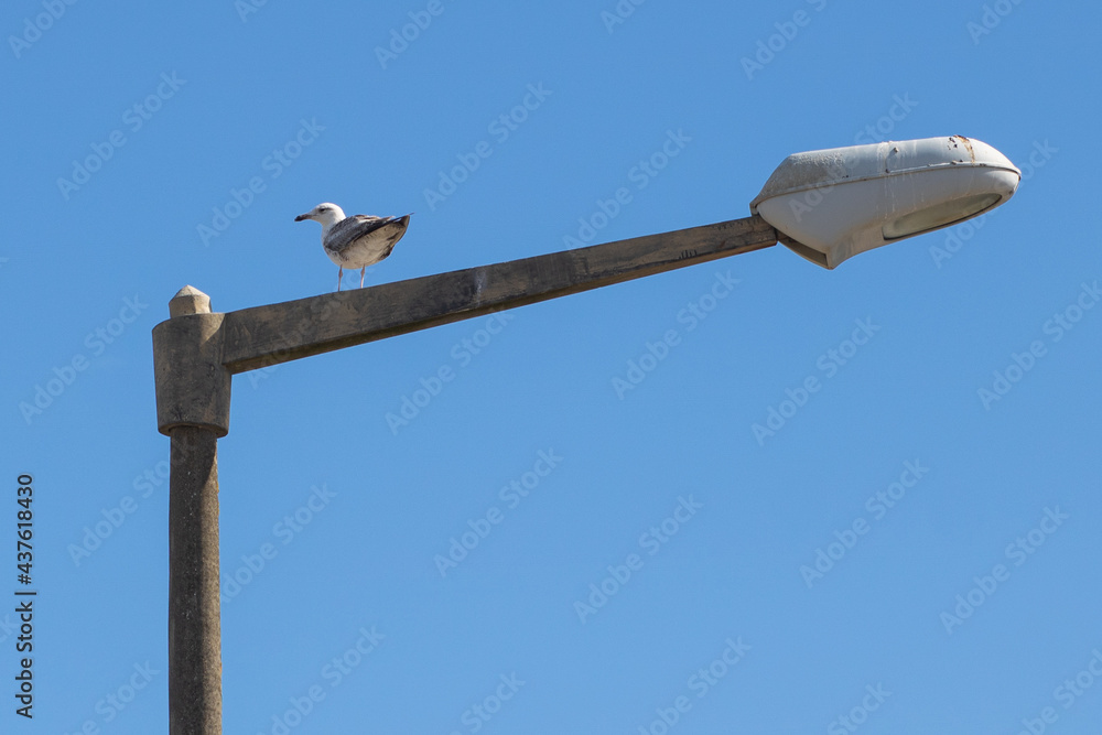 Close-up of street light pole with a seagull standing on top over the empty blue sky with empty space for text Close-up of street light pole with a seagull standing on top over the empty blue sky with empty space for text