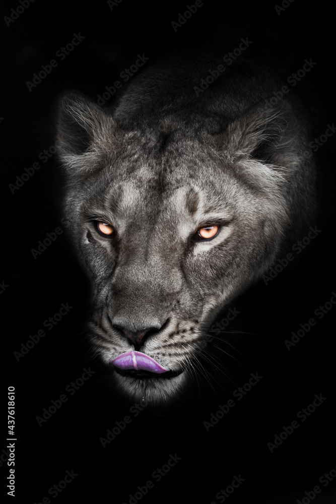 Lunar ash gray head of greedy licking lioness