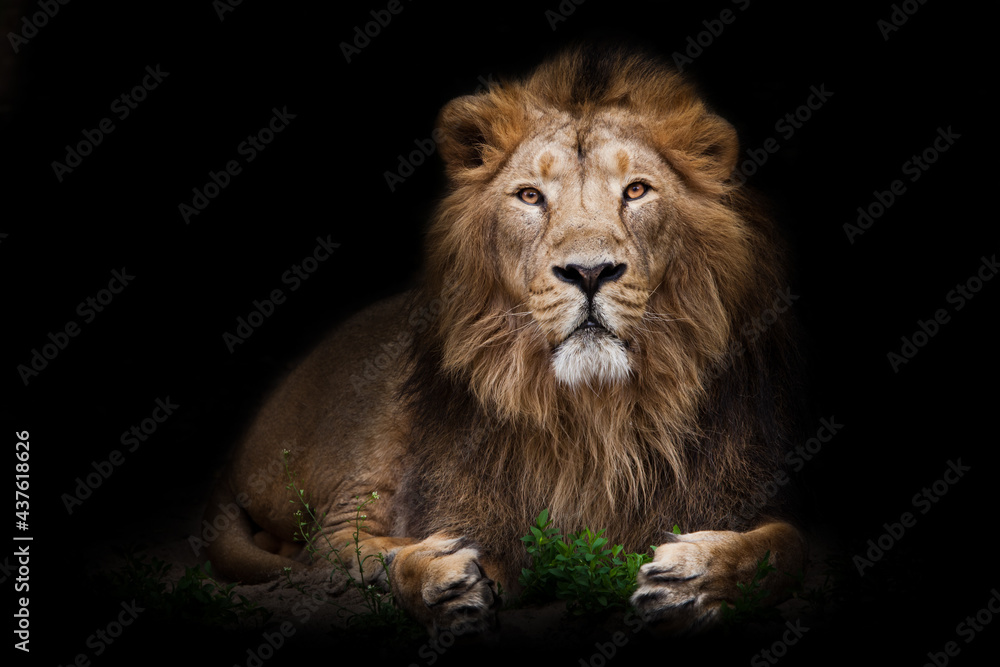 Fototapeta premium A handsome lion in full growth imposingly sits in the night darkness in front of a green bush like a king of beasts, a black mane, a powerful body