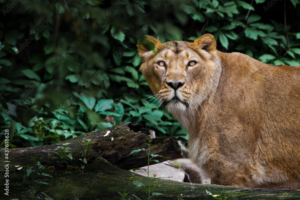 Lioness on a background of green thickets Lioness on a background of green thickets