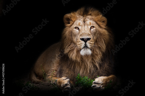 A handsome lion in full growth imposingly sits in the night darkness in front of a green bush like a king of beasts, a black mane, a powerful body © Mikhail Semenov