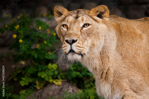 The front half of the body in profile, chest and head of a Lioness against