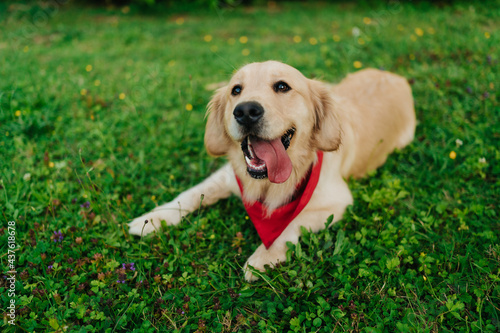 Portrait of an adorable Golden Retriever with a red bandana in a park with a blurry background