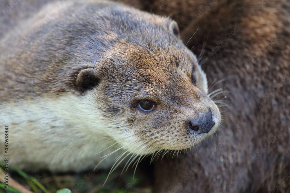 Eurasischer Fischotter / Eurasien otter / Lutra lutra Eurasischer Fischotter / Eurasien otter / Lutra lutra