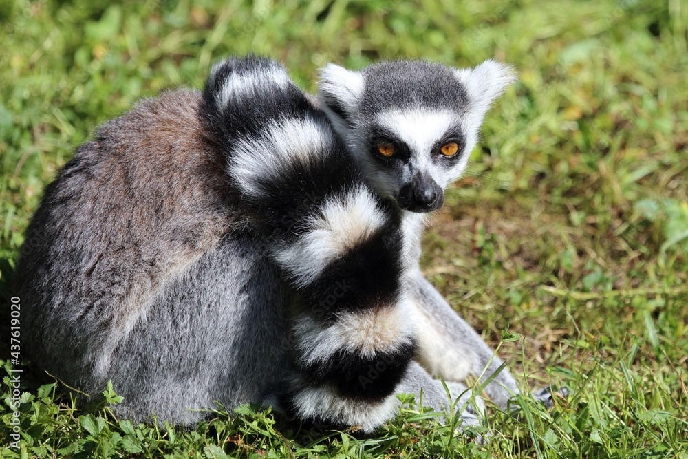 Katta / Ring-tailed lemur / Lemur catta Katta / Ring-tailed lemur / Lemur catta