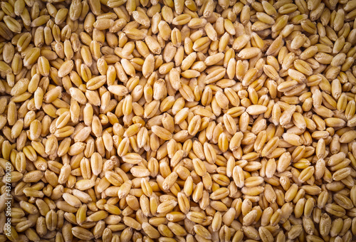 The processed organic wheat grains as agricultural background