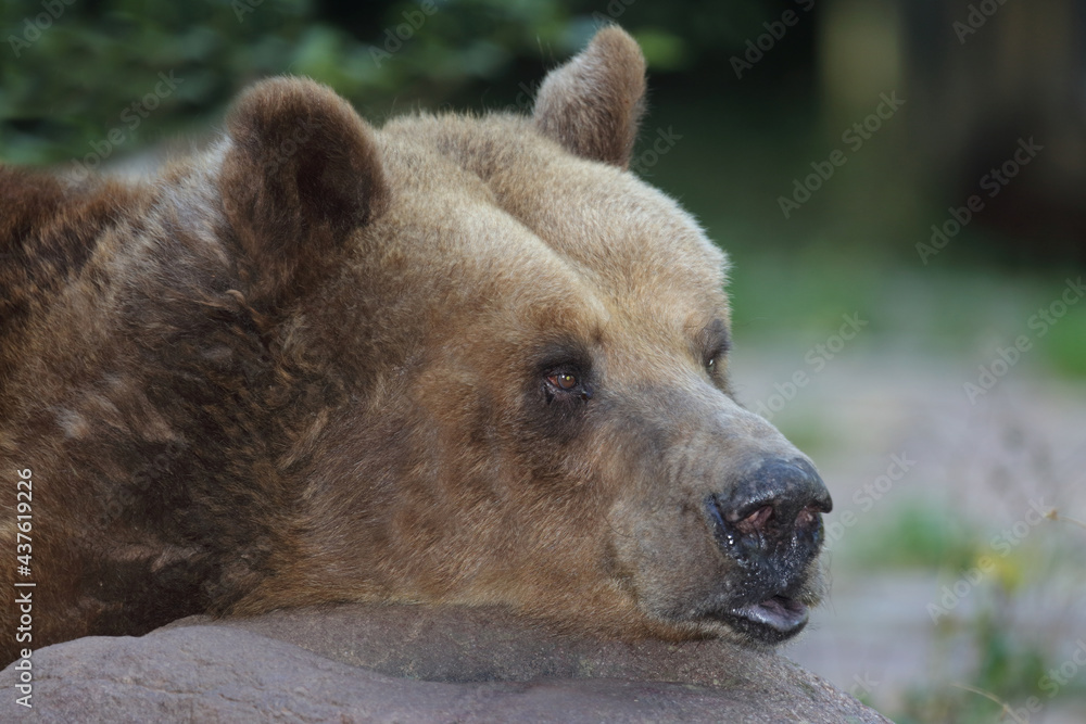 Fototapeta premium Europäischer Braunbär / European brown bear/ Ursus arctos