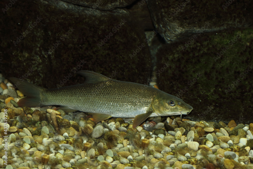 Barbe / Common barbel / Barbus barbus Barbe / Common barbel / Barbus barbus