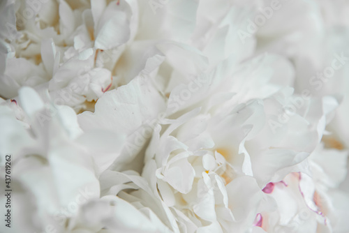 White peonies background. Tender white flowers texture. Close uo. Macro. Copy space. © Алина Конорева