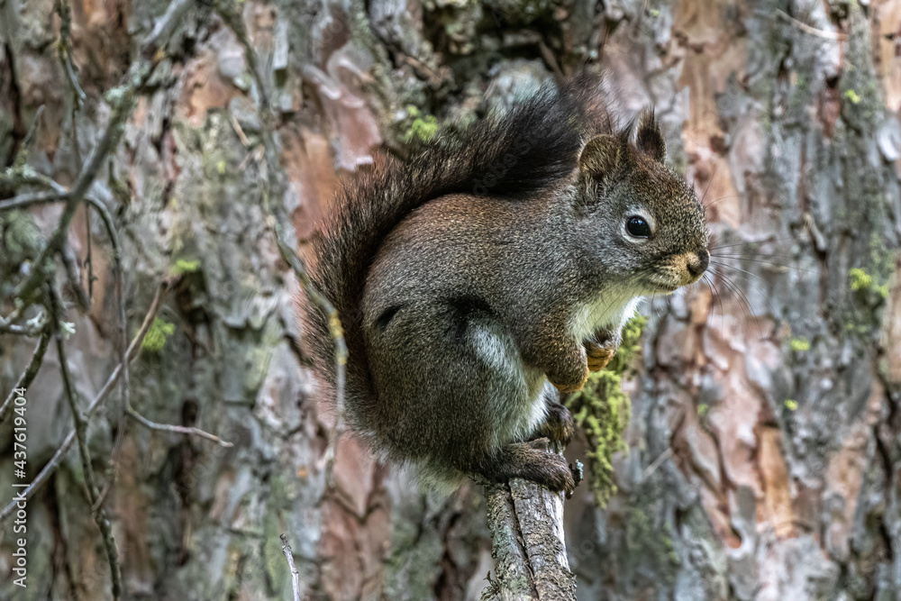 American Red Squirrel (Tamiasciurus hudsonicus) American Red Squirrel (Tamiasciurus hudsonicus)
