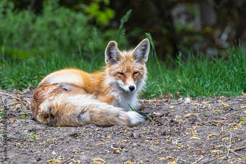 Young American red fox (Vulpes fulva)