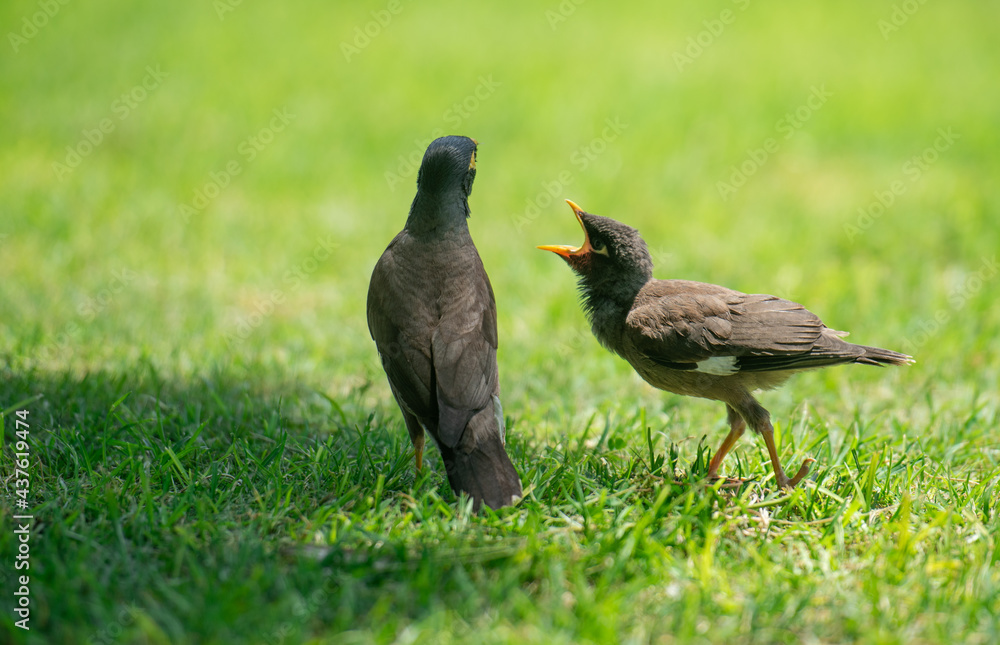 Small Myna bird screaming at a bigger myna bird. Small Myna bird screaming at a bigger myna bird.
